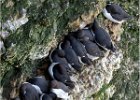 5 - Guillemots in a huddle.jpg